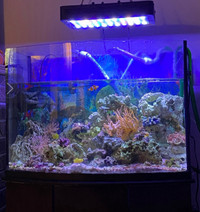 40 gallons Bow front tank full setup
