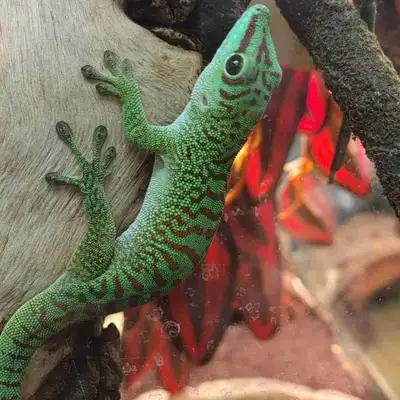 giant day gecko, View more