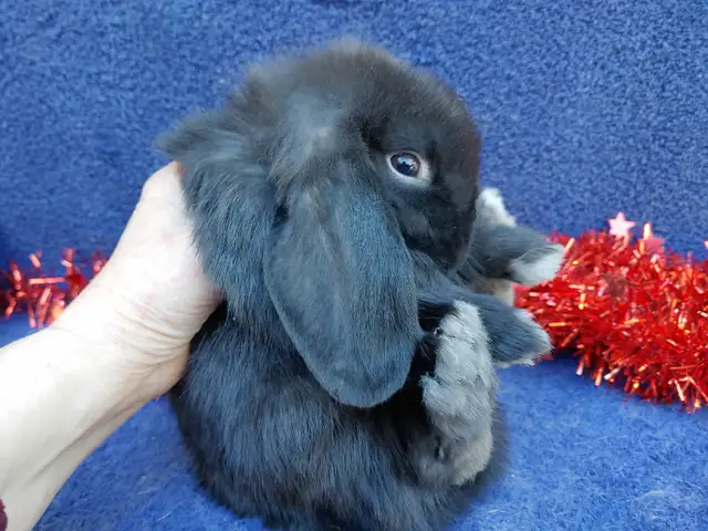 EXTRAORDINARY BABY HOLLAND LOPS in Small Animals for Rehoming in Ottawa - Image 8