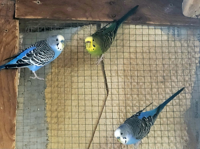 Budgies for sale in Birds for Rehoming in Chatham-Kent - Image 3