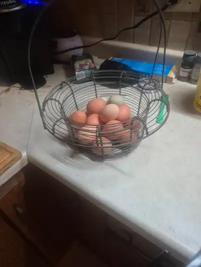 Fresh free range eggs, View more