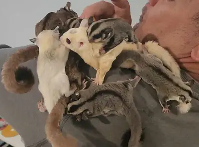 phalangers volants sugar glider , View more