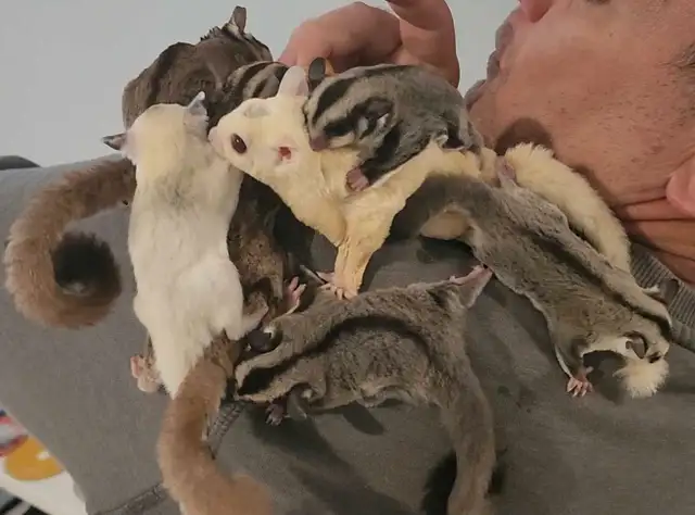 phalangers volants sugar glider  in Small Animals for Rehoming in Lanaudière - Image 2