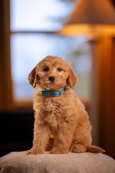 F1B midsize Bernedoodle puppies, View more