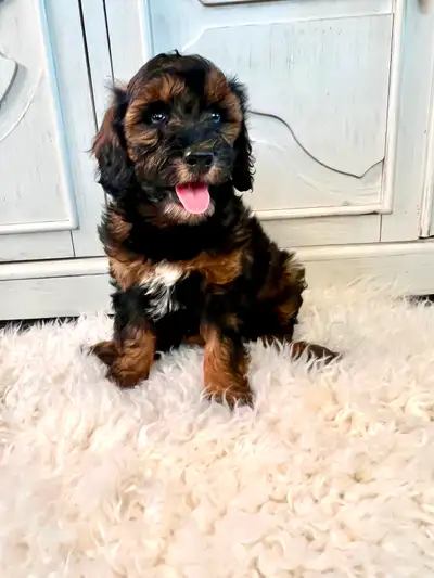 Beautiful mini Aussie Doodle Puppies Aussiedoodle, View more