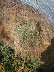 hay bales in Livestock in Peterborough