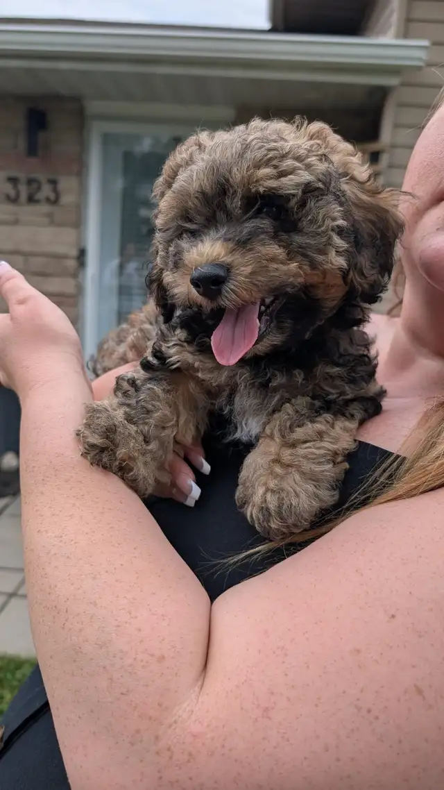 Morkiepoo Puppies in Dogs & Puppies for Rehoming in Oshawa / Durham Region - Image 8