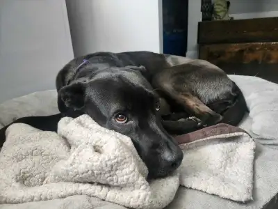 3 y/o female dog to be rehomed, View more