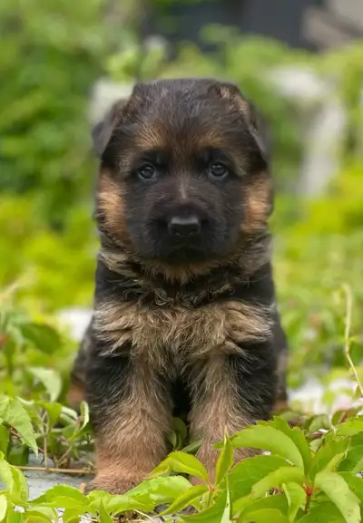 Purebred German Shepherd Puppies CKC Reg’d , View more