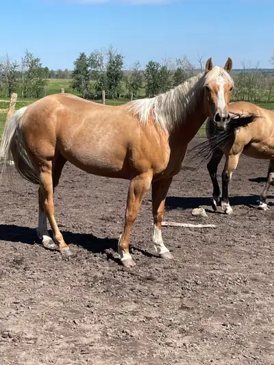 AQHA registered filly, View more