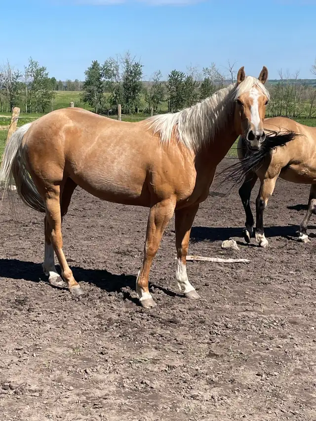AQHA registered filly in Horses & Ponies for Rehoming in Edmonton - Image 2