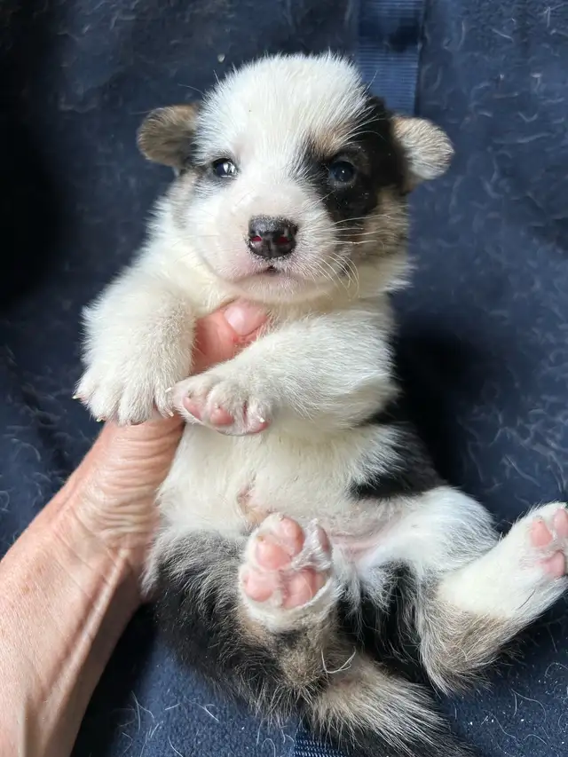 Chiot COWBOY CORGI à adopter in Dogs & Puppies for Rehoming in West Island - Image 5
