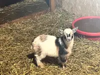 Miniature goats for sale!