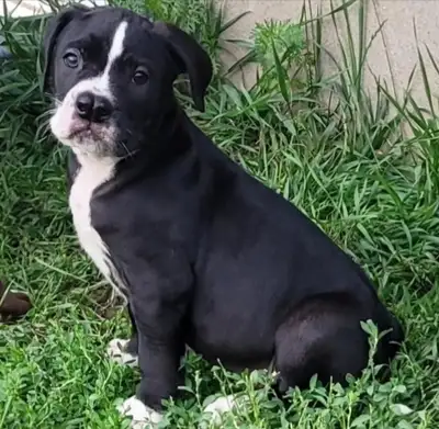 RARE ALAPAHA BULLDOG PUPPIES, View more