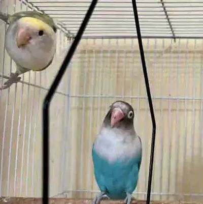 Cute Lovebird Couple Looking For Their Forever Home, View more