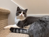 British shorthair two girl rehome 