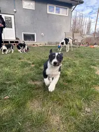 Collie / Australian Shepherd Puppies 