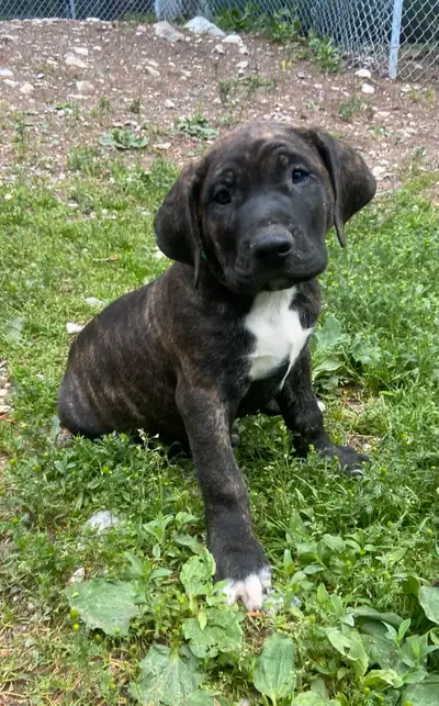 Presa Canario, View more