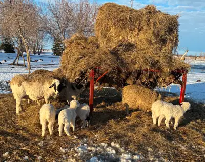 Sheep Flock package, View more
