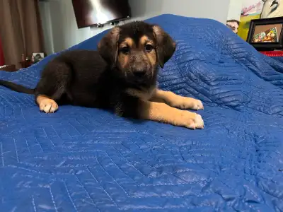 German Shepherd mix Puppies!!, View more