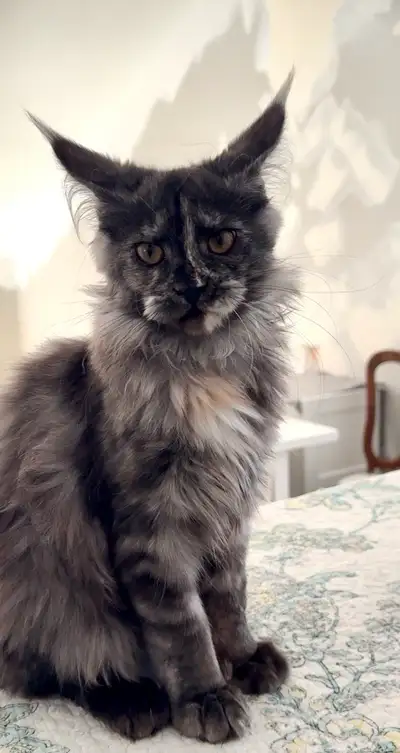 CCA Maine Coon Kittens: Ready Now & June Reservation, View more