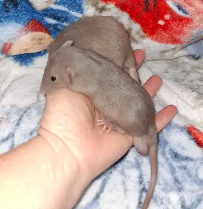 Four russian blue rats, eight weeks old, all males, View more
