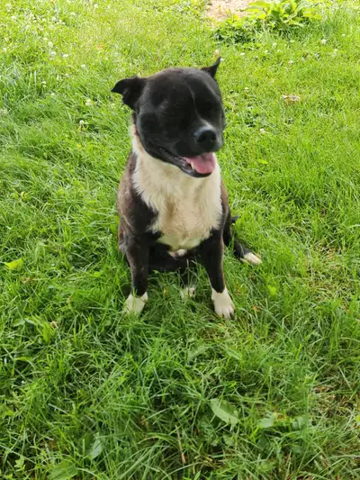 Jack russel X Boston terrier, View more