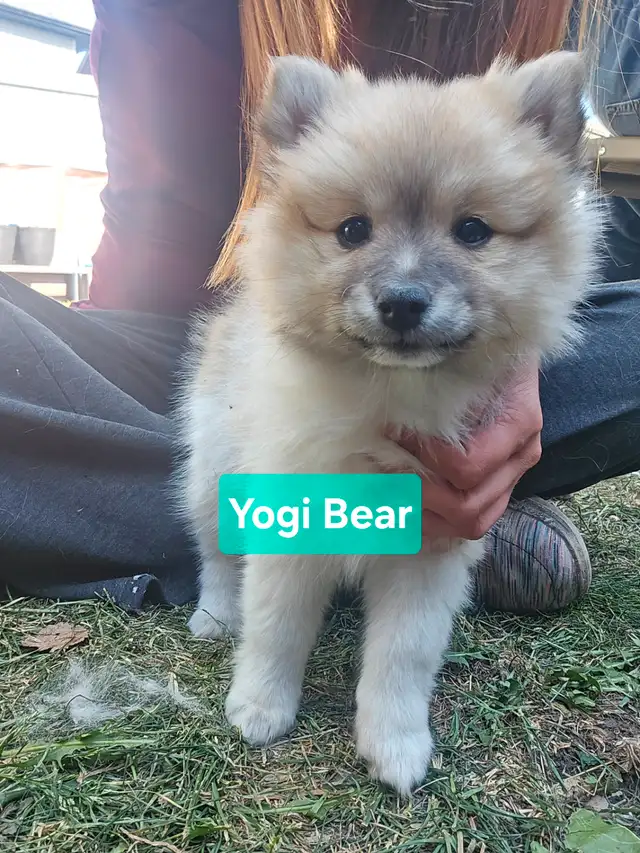 *Only 4 left!* Pomimo puppies in Dogs & Puppies for Rehoming in Edmonton - Image 2