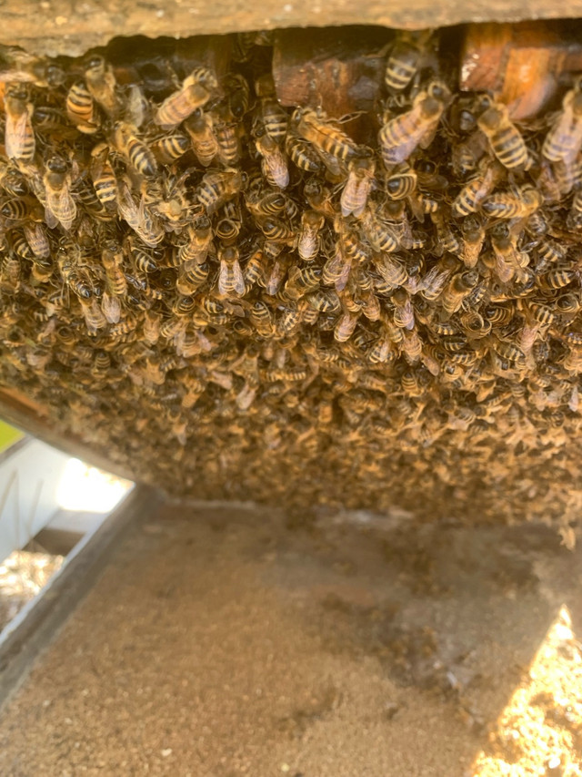 Bees starter and full size colonies  in Livestock in Portage la Prairie - Image 2