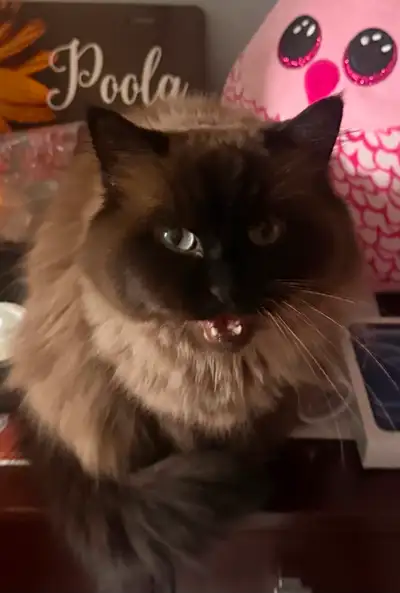 Pure bred Ragdoll, View more