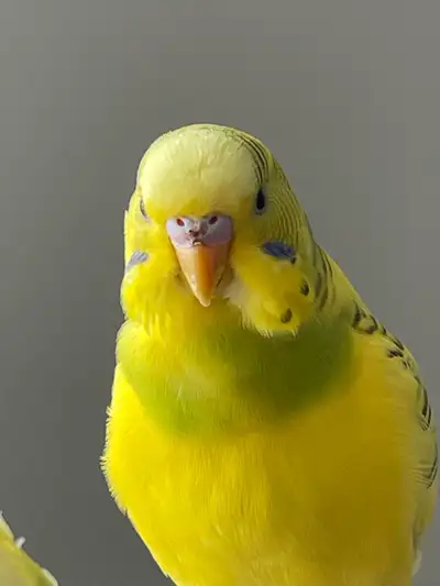 sale budgie or trade, View more