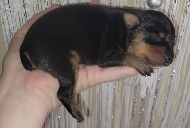 Miniature Pinscher pups in Dogs & Puppies for Rehoming in Winnipeg - Image 5