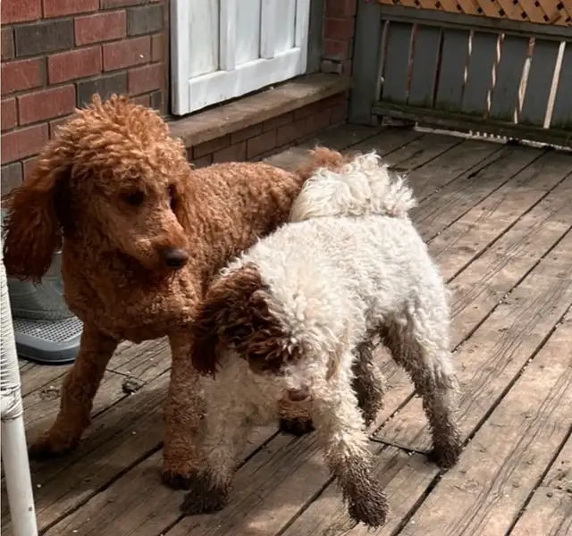 New Merle  medium doodles  born April 11 in Dogs & Puppies for Rehoming in Owen Sound - Image 11