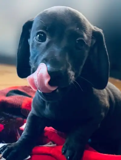 Precious Miniature Dachshund Puppies! – 3 Available!, View more