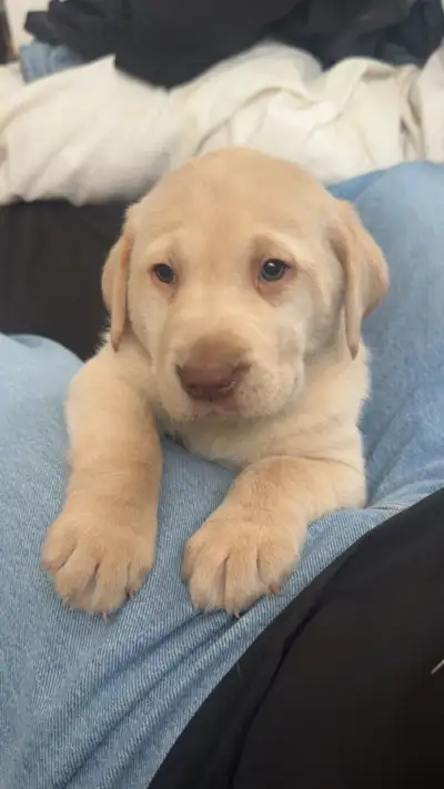 chiot labrador, View more