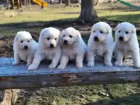 Pure Great Pyrenees pups