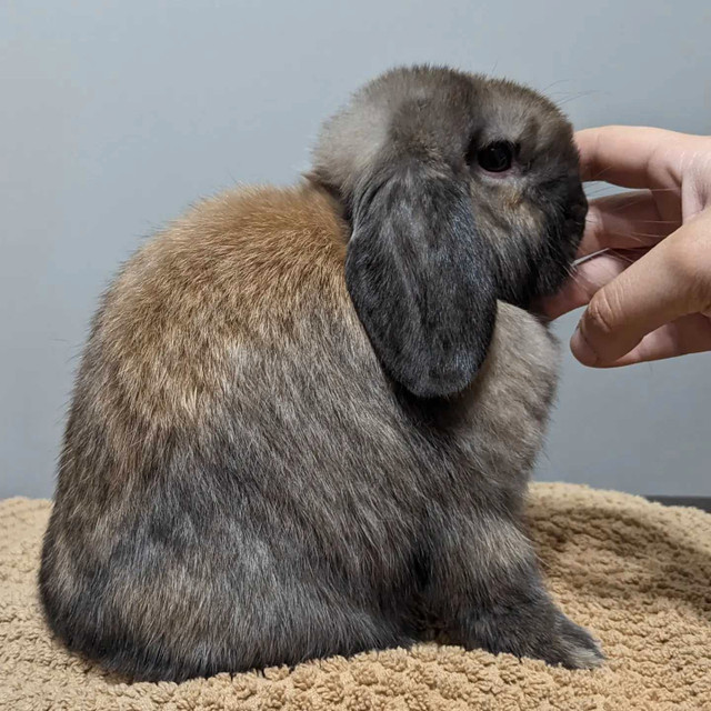 Purebred Holland Lops in Small Animals for Rehoming in Lethbridge