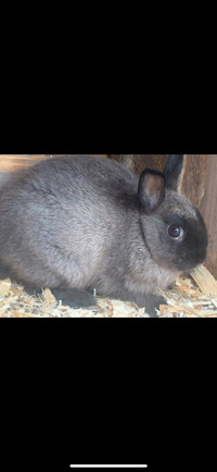 Netherland Dwarf Bunny