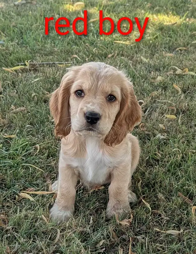 ❤️Beautiful Cocker Spaniel Puppies❤️Ready to take home in Dogs & Puppies for Rehoming in Grand Bend - Image 3
