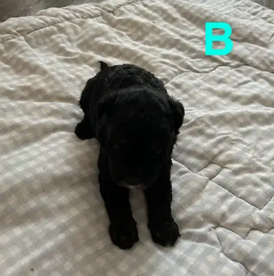 Purebred Toy poodle puppies, View more