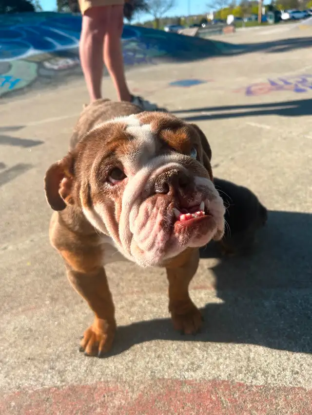 Beautiful micro English bulldog in Dogs & Puppies for Rehoming in Mississauga / Peel Region - Image 8