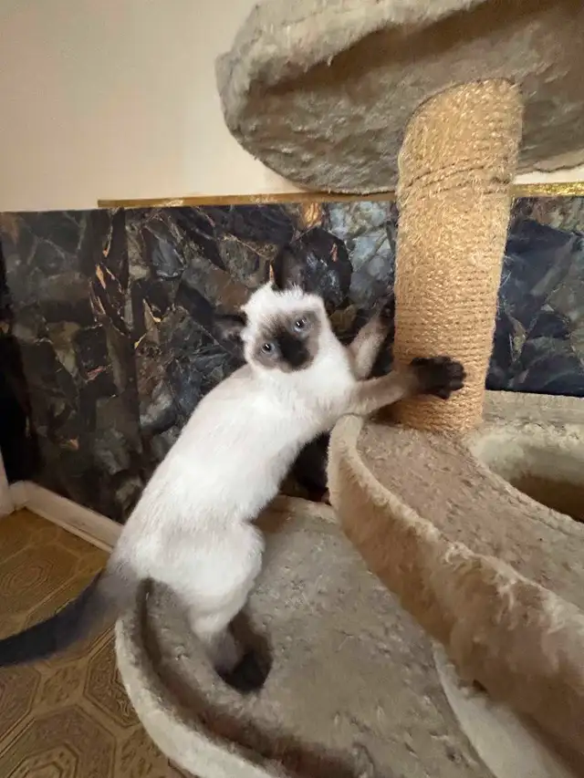 Magnifiques chatons siamois in Cats & Kittens for Rehoming in Québec City - Image 2