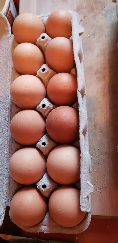 J'ai des'œufs frais à vendre. Ils proviennent de poules élevées en liberté .Oeufs de poules 4.50$oeu...