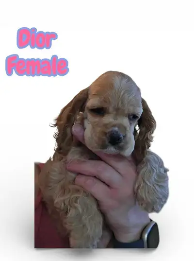 Purebred American Cocker Spaniel Puppies, View more