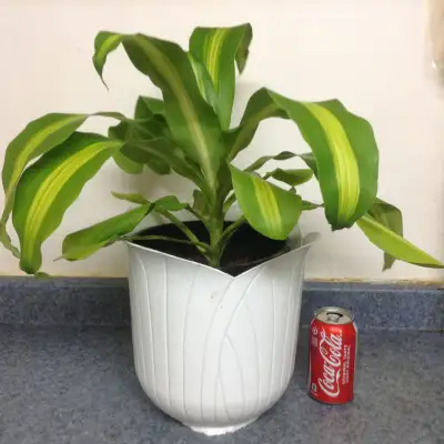 Brazil cycas plants, View more