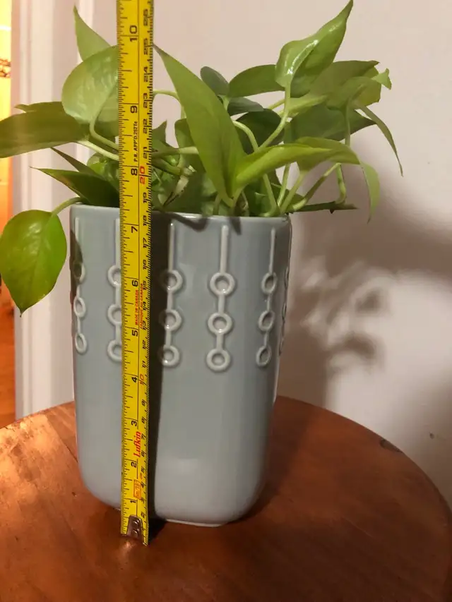 Healthy NEON (Light Green) POTHOS With IKEA Pot in Plants, Fertilizer & Soil in City of Toronto - Image 5