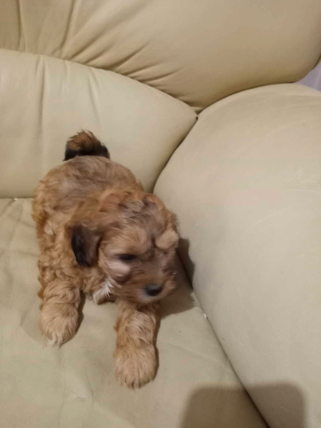 Beautiful ShihtzuXPoodle (Shihpoo) puppies in Dogs & Puppies for Rehoming in Markham / York Region