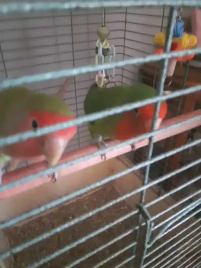 LOVE BIRDS FOR SALE, View more