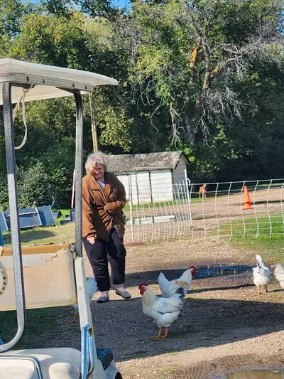 400 for all 50. One and two year olds. These are robust, dual-purpose heritage breed chickens known...