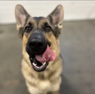 1.5 year old German Sheperd CKC certified vaccines are up to date, he is neutered. Unfortunately he...